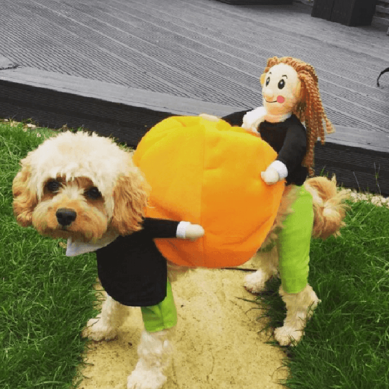 Dog & Cat Pumpkin Halloween Costume