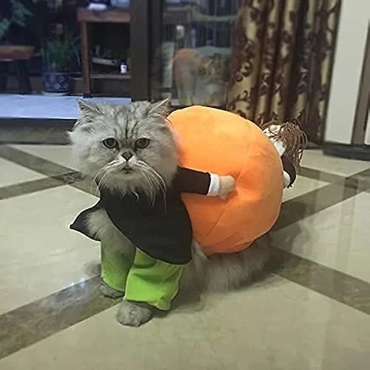 Dog & Cat Pumpkin Halloween Costume